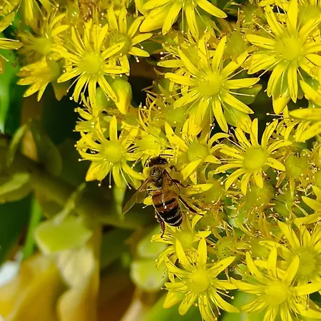 Spiaggiabella Hotel 3*