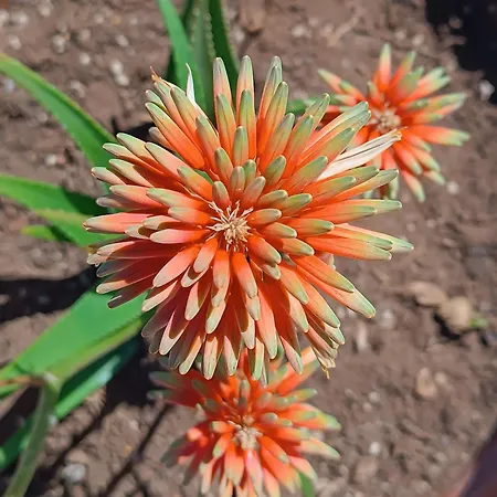 Spiaggiabella 3* Torre Rinalda