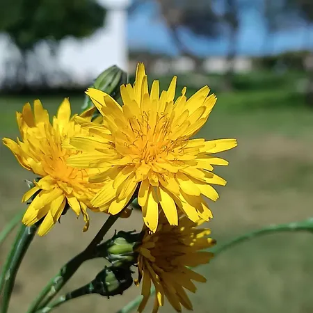 Spiaggiabella Torre Rinalda