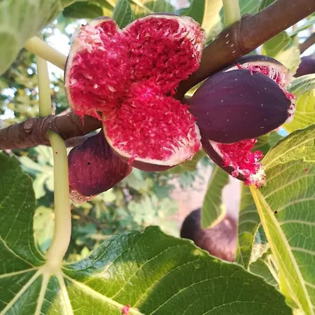 Spiaggiabella Hotel Torre Rinalda