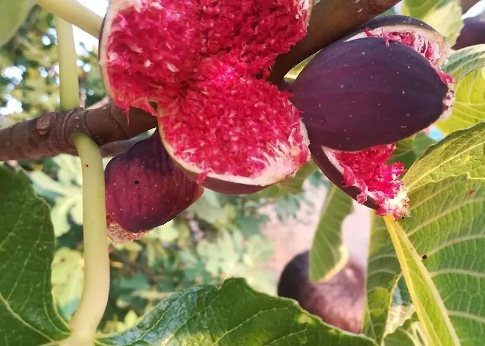 Spiaggiabella Ξενοδοχείο Torre Rinalda