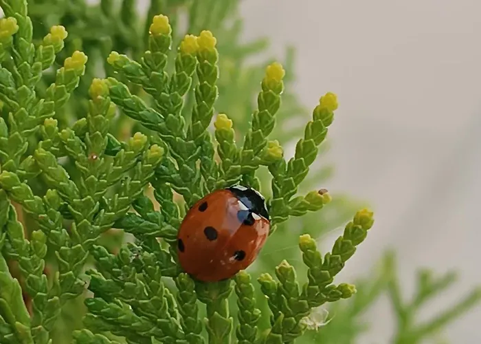 Ξενοδοχείο Spiaggiabella